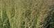 Gestreiftblättriges Reitgras, Calamagrostis x acutiflora 'Overdam', 40642