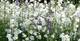 Pfirsichblättrige Glockenblume, Campanula persicif.'Grandiflora Alba', 40648