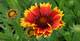 Kokardenblume, Gaillardia x grandiflora 'Arizona Sun', 40673