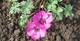 Storchschnabel, Geranium cinereum 'Carol'  -R-, 40543