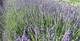 Lavendel, Lavandula angustifolia 'Aromatica Blue' -R-, 40579