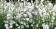 Pfirsichblättrige Glockenblume, Campanula persicif.'Grandiflora Alba', 40648