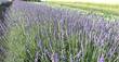 Lavendel, Lavandula angustifolia 'Hidcote Blue', 40315