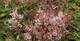 Kleine Prachtspiere, Astilbe simplicifolia 'Inshriach Pink', 40350