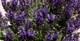 Blüten-Salbei, Salvia nemorosa 'Marcus'  -R-, 40859