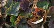 Purpurglöckchen, Heuchera micrantha 'Beauty Colour', 40806