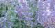 Katzenminze, Nepeta grandiflora 'Bramdean', 40701