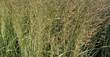 Gestreiftblättriges Reitgras, Calamagrostis x acutiflora 'Overdam', 40642