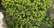 Zypressen-Wolfsmilch, Euphorbia cyparissias 'Clarice Howard', 40537