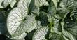 Silbriges Vergissmeinnicht, Brunnera macrophylla 'Jack Frost' -R-, 40557