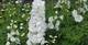 Rittersporn, Delphinium x elatum, weiß, 40295