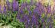 Blüten-Salbei, Salvia nemorosa 'Ostfriesland', 40860
