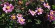 Filzige Herbst-Anemone, Anemone tomentosa 'Serenade', 40005