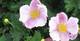 Herbst-Anemone, Anemone hupehensis 'Little Princess', 40549