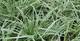 Grünweiße Segge, Carex oshimensis 'Everest' -R-, 40353