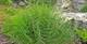 Palmwedel-Segge, Carex muskingumensis 'Little Midge', 40602