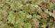 Purpurglöckchen, Heuchera villosa 'Marmalade'  -R-, 40812