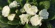 Schlüsselblume, Primula vulgaris plena 'Dawn Ansell', 40594