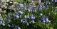 Zwerg-Glockenblume, Campanula cochleariifolia, 40522