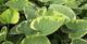 Kaukasusvergissmeinnicht, Brunnera macrophylla 'Hadspen Cream', 40556