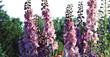 Rittersporn, Delphinium Excalibur, lila rosa, Biene weiß, 40950