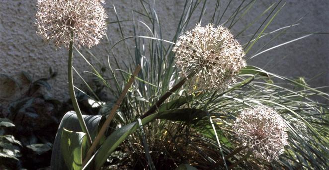 Blauzungen-Lauch, Allium karataviense, 40934