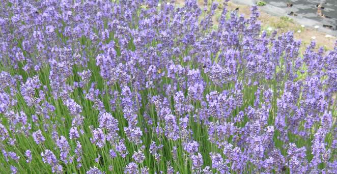 Lavendel, Lavandula angustifolia 'Dwarf Blue', 40313