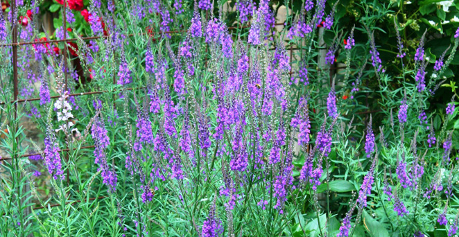 Purpur-Leinkraut, Linaria purpurea, 40688