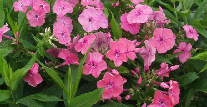 Flammenblume, Phlox x arendsii 'Pink Attraction', 40337